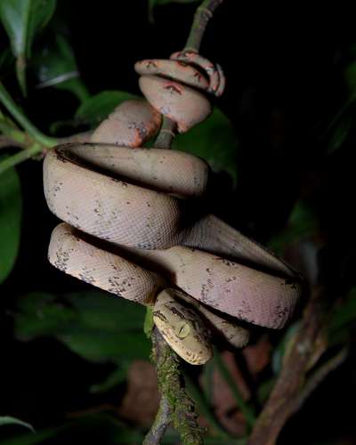 Corallus hortulanus