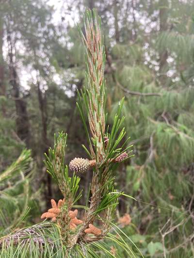 Pinus Linnaeus,
