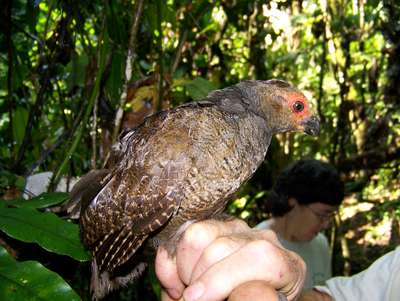 Perdiz Colorada Odontophorus gujanensis
