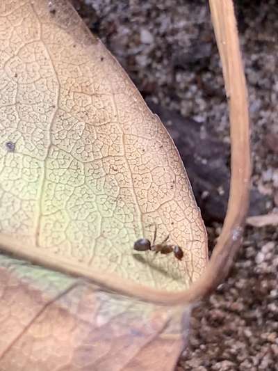 Ambiente, clave en reproducción de las hormigas culonas