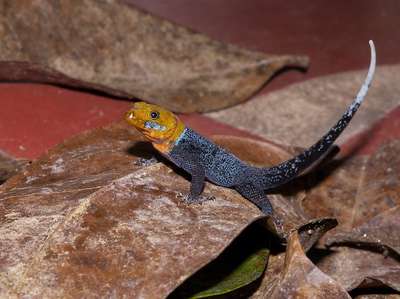 Gonatodes albogularis